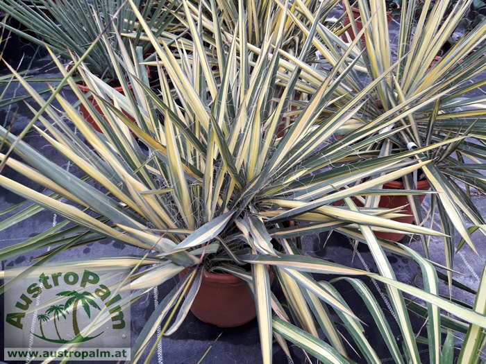 Yucca filamentosa variegata "Golden Sword" 50cm